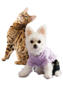 MASkargo Animal Hotel Homepage